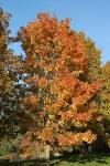 <b>Pyrus</b> calleryana 'Chanticleer'