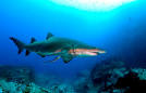 Critically endangered species - grey nurse shark | NSW Department ...