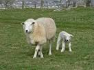putting its best foot forward, crosses its legs as though to appear - via Daymix