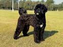 Portuguese Water Dog | Petside