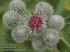 <b>Arctium</b> tomentosum a4940