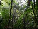 Tirimbina Rainforest Center - BirdForum Opus