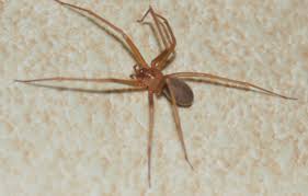 images?q=tbn:ANd9GcSMuk3MbbLGueqdnoftJ_Pg1kyXhU75OfNWPV7q69kg5V836-yieQ&t=1