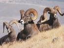 Bighorn Sheep
