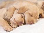 Cute puppies in hug - Puppies Wallpaper (14748941) - Fanpop fanclubs
