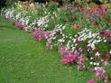 Flower gardening - flower gardening