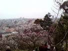 2007年岡本梅林公園