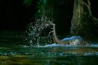 Swimming Borneo Pygmy Elephant: BORNEO RAIN FOREST: PHOTO ...