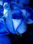 http://www.dailygalaxy.com/photos/uncategorized/2008/02/04/blue_roseartificially_coloured_2.jpg