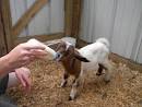 Farming & Agriculture: How to Care for Bottle Baby Goat Kids