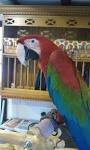 Parrot Breeders and My Experience