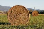 Polk County | Polk County Hay List
