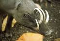 Babirusa - A wild pig in the Asian Island region with one set of ...