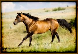 Böse ~ Stallion Images?q=tbn:ANd9GcSNlyI9fcIpUov4RjQ9OJYhJd7nO0NJEJNTAN_insqSBPM6IQvMXw