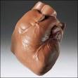 Chocolate Human Heart - 1lb Anatomically Correct - Gothic ...