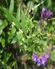 <b>Scutellaria baicalensis</b> 黄芩