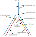 DNA Replication