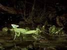 Green Basilisk Lizards, Green Basilisk Lizard Pictures, Green ...