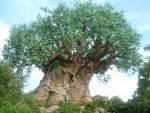The Tree of Life | Shades of Grey