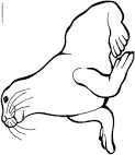 Seal coloring page