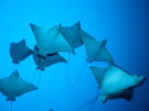 Stingray, Manta Ray, and Electric Ray Photos -- National Geographic