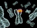 Genetic Mutations | Christinaa14's Blog