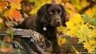 Absolute Gun Dogs: Gun Dog Training and Breeding