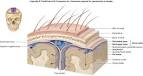 Cerebral Meninges