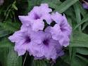 Dwarf Ruellia