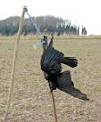 The earliest known written definition of scarecrow appears to date from - via Daymix