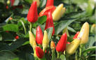 ScienceShot: Shhh, the Plants Are Talking - ScienceNOW