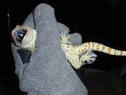 Caring for your new tokay gecko, Gecko gecko, with pictures