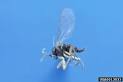 Homemade Gnat Repellent | eHow.