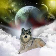 Wolf Images?q=tbn:ANd9GcSPht0eFjeeViXFxLjPNOm5AO_v7U4IwIRLVcbMTedKBARireZ4&t=1