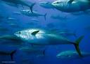 As the Atlantic bluefin tuna