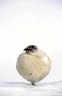 Stock Photos, Rock Ptarmigan Winter, Stock Photos