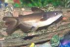 File:Juvenile Horabagrus Catfish.jpg - Wikipedia, the free ...