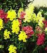 Snapdragons are a particular