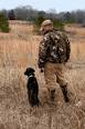 dog-training-collars.jpg