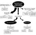 Medical Progress: The Management of HYPERTROPHIC CARDIOMYOPATHY