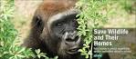 WCS.org - Wildlife Conservation Society