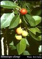 Photo of <b>Mimusops</b> elengi L.