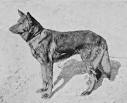 V Horand von Grafrath (Hektor Linksrhein) - German Shepherd Dog