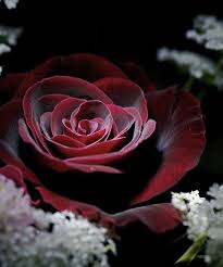 dark-rose-2-Rose-dark-gothic-roses-flowers-FlowersRoses-MI-ALBUM ... - dark-rose-2-rose-dark-gothic-roses-flowers-flowersroses-mi-album-ceca-flowersheartlip-flowers_large