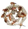 Paper Wasp