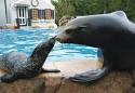 Oceans Of Fun