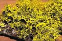 Natural Perspective: Lichens (Phylum: Mycophycophyta)