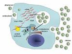 File:HepC replication.png - Wikimedia Commons