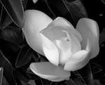 Black and White | JSR-