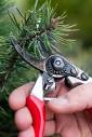 HowStuffWorks "Pruning Trees, Shrubs, and Vines"